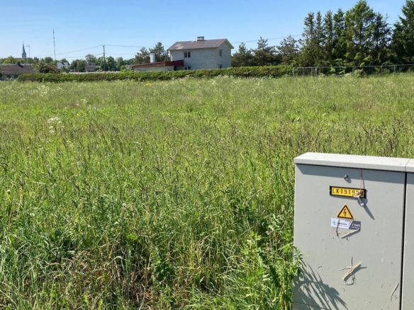 Rapla maakond, Märjamaa vald, Orgita küla, Paju