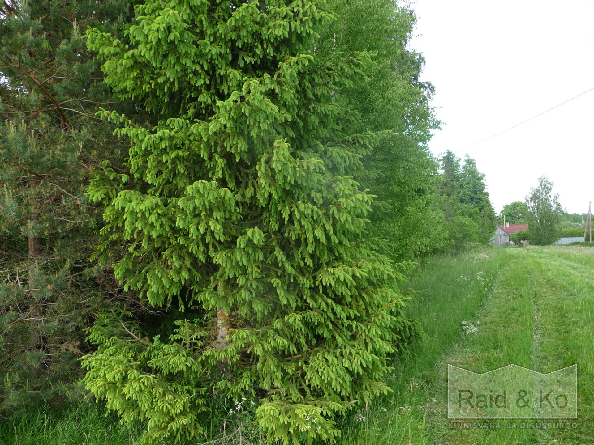 6a2138360478a4a33b7c6cdde0745e1ecba7661655bb2.jpg Järva maakond, Järva vald, Järva-Madise küla,