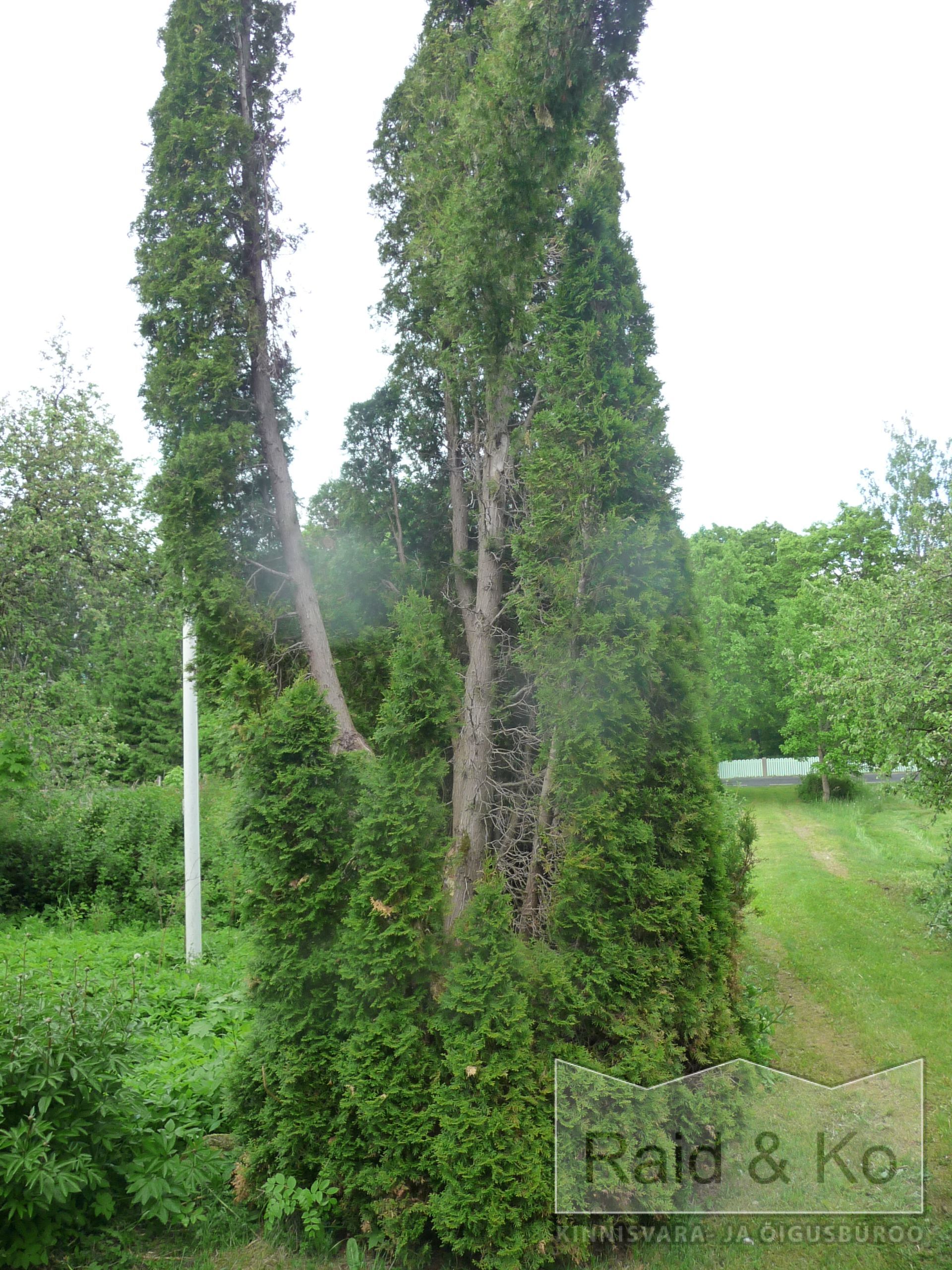 6a213838ac50d90fcdf4f6d85741e964a81bc2a5eafe4.jpg Järva maakond, Järva vald, Järva-Madise küla,