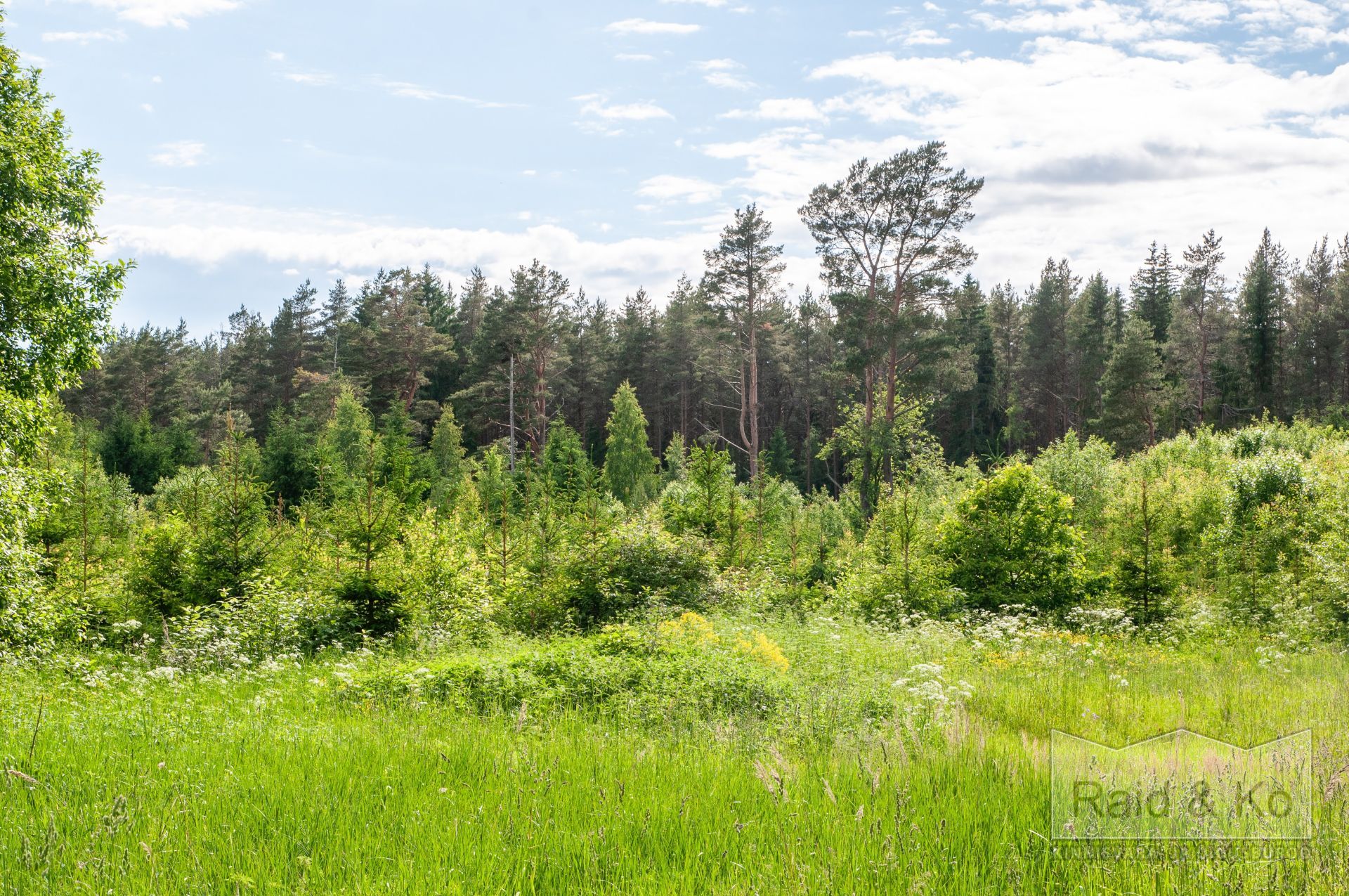 6a35689e412632a6ad382930cfe1ac087481325101713.jpg Lääne-Viru maakond, Viru-Nigula vald, Varudi küla, Ojametsa