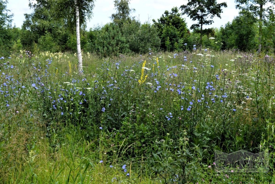 Harju maakond, Saue vald, Püha küla, Kurvi tee 28