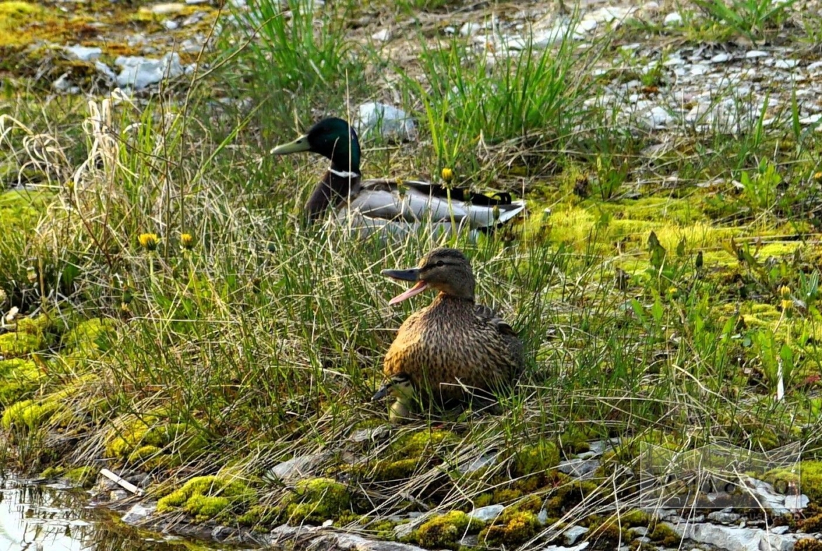 Harju maakond, Saue vald, Püha küla, Kurvi tee 28