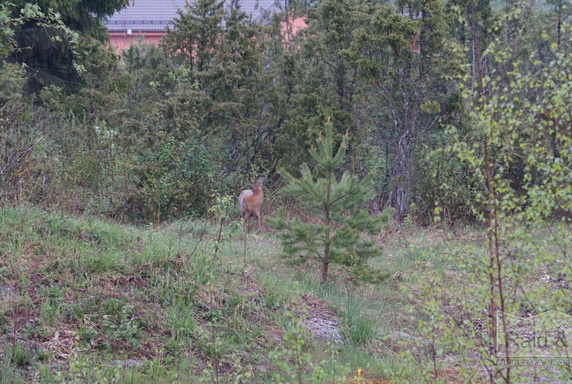 Harju maakond, Saue vald, Püha küla, Kurvi tee 28