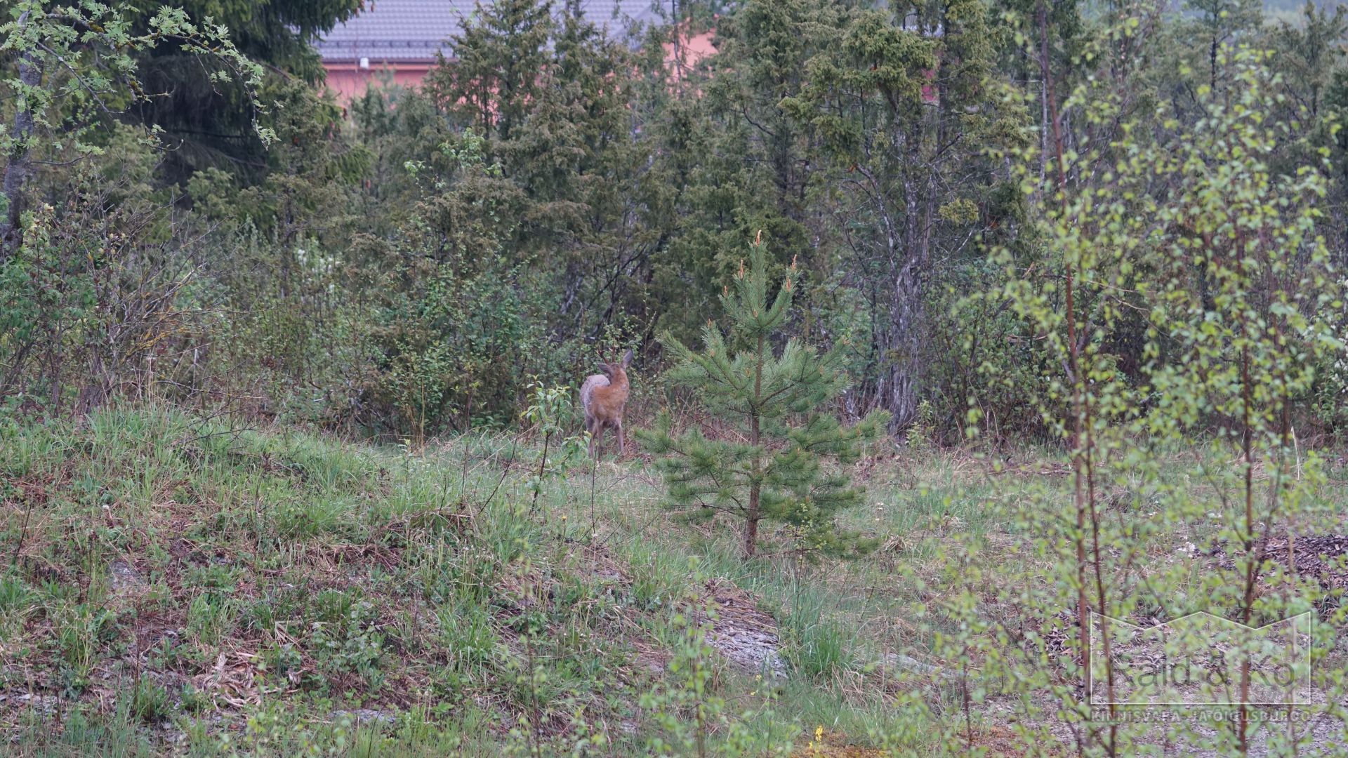6a5b5f3ddab72c36639fb920d57bd57367e60310f1fe8.jpg Harju maakond, Saue vald, Püha küla, Kurvi tee 28