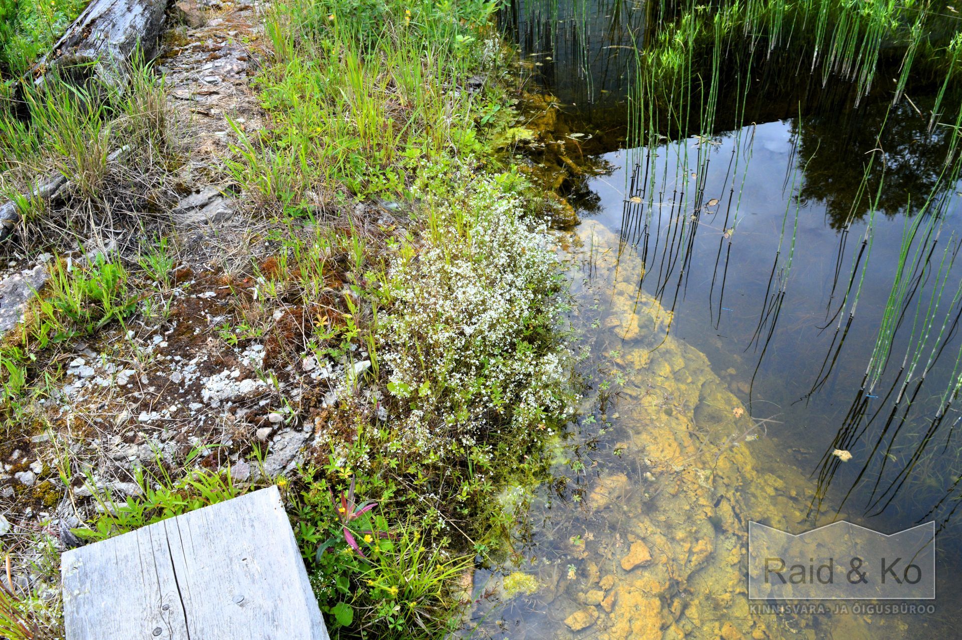 6a5b5f511cd2bb0a5f3cb5b16bc660cd485595f2b70ce.jpg Harju maakond, Saue vald, Püha küla, Kurvi tee 28